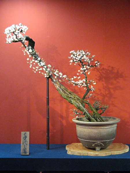 写真：千代の苔