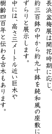 長浜盆梅展は開花時期に応じ、約三百鉢の中から約九十鉢を純和風の座敷にずらりと展示します。中には、高さ三メートル近い巨木や樹齢四百年と伝わる古木もあります。
