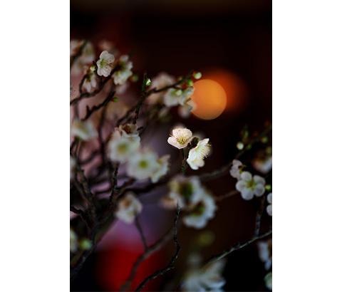 ホテルYes長浜駅前館賞「月夜の盆梅」