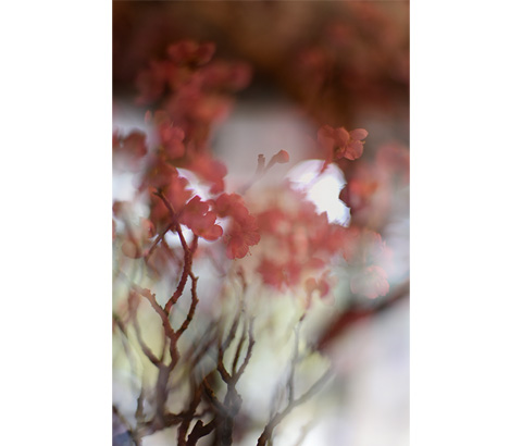 琵琶湖汽船賞「月光花」