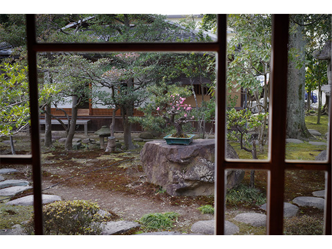 琵琶湖汽船賞「ガラス越しの華」