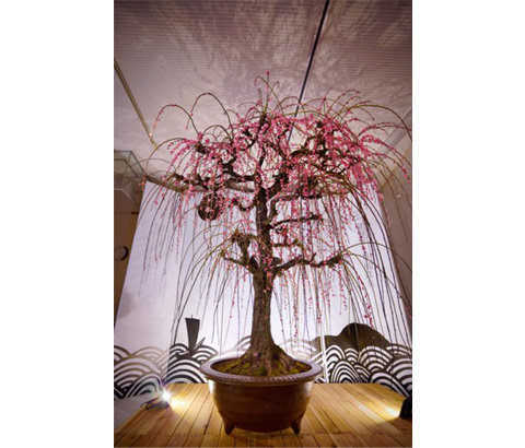 インスタグラム賞「しだれ華火」