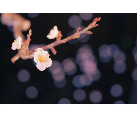 インスタグラム賞「散じて鼓舞」