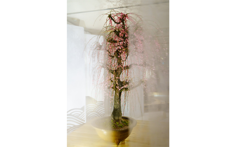 長浜市長賞「ベールに包まれて」