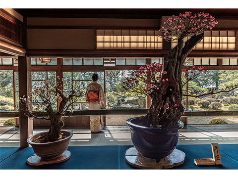 長浜商工会議所会頭賞「春風」