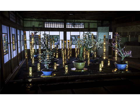 長浜観光協会長賞「盆梅と光のコラボレーション」