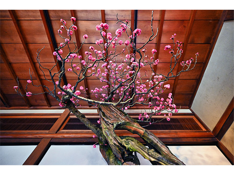 毎日新聞社賞「不老の春」