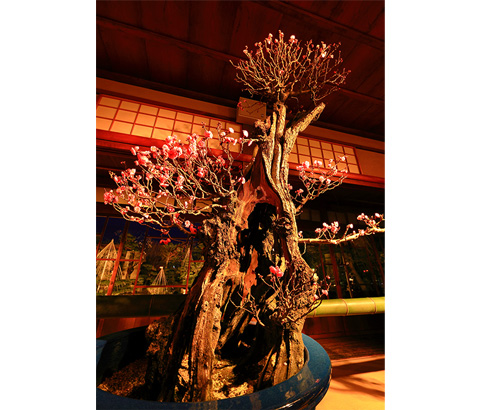 読売新聞社賞「瑞光の風格」