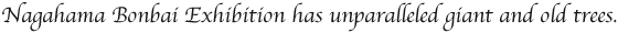Nagahama’s Bonbai exhibition has unparalleled giant and old trees.