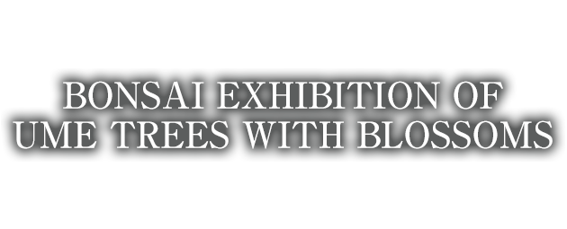Japan's largest history and scale. BONSAI EXHIBITION OF UME TREES WITH BLOSSOMS