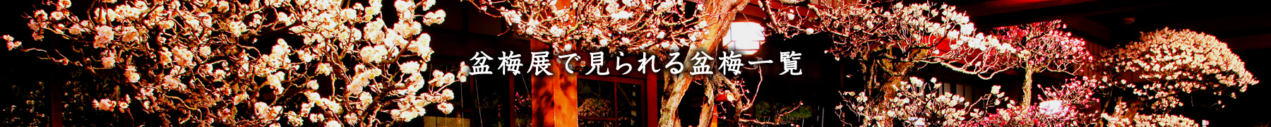盆梅展で見られる盆梅