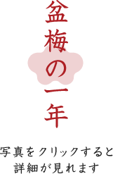 盆梅の一年　写真をクリックすると詳細が見れます