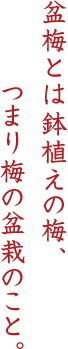 盆梅とは鉢植えの梅、つまり梅の盆栽のこと。