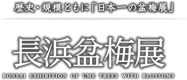 歴史・規模ともに「日本一の盆梅展」長浜盆梅展